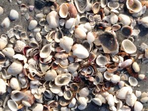 Sanibel seashells