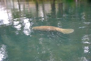 Manatees enjoy Florida's freshwater springs