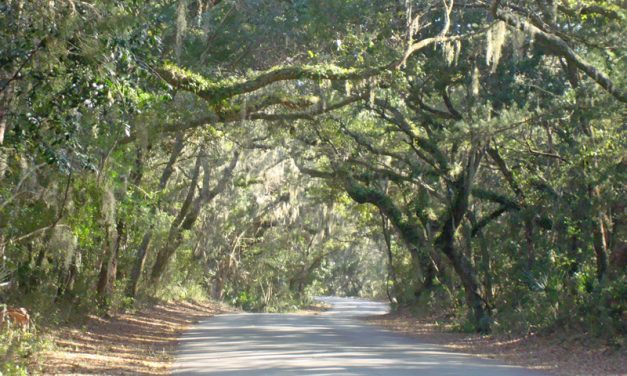 Scenic drives in Florida perfect for family adventure