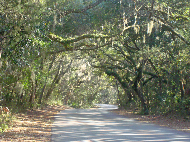 Scenic drives in Florida perfect for family adventure