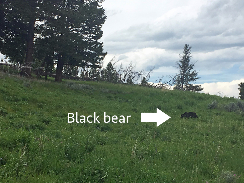 Black bear - Yellowstone National Park
